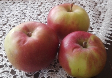 Aed-õunapuu ‘Antei’ (Malus domestica Borkh.)