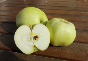 Aed-õunapuu ‘Antonovka’ (Malus domestica Borkh.)