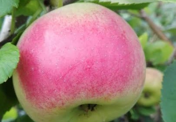 Aed-õunapuu ‘Auksis’ (Malus domestica Borkh.)