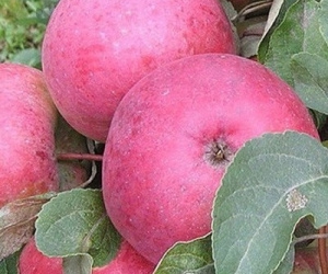 Aed-õunapuu ‘Belorusskoje malinovoje’ (Malus domestica Borkh.)