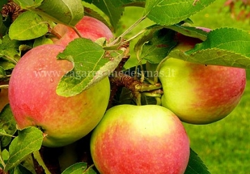 Aedõunapuu 'Canadian' (Malus domestica