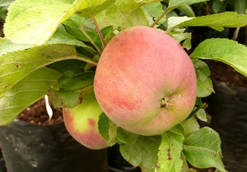 Aedõunapuu 'Ciepa' (Malus domestica)