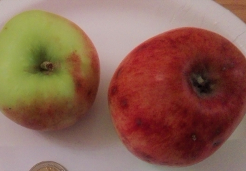 Aed-õunapuu ‘Delikatess’ (Malus domestica Borkh.)
