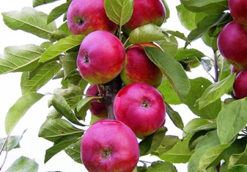Aed-õunapuu ‘Dzhin’ (Malus domestica Borkh.)