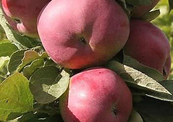 Aed-õunapuu 'Duet' (Malus domestica Borkh.)