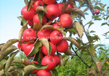 Aed-õunapuu ‘Elina’ (Malus domestica Borkh.)