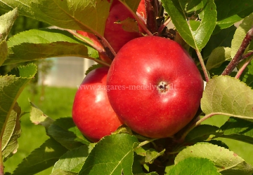 Aed-õunapuu 'Ilma' (Malus domestica Borkh.)