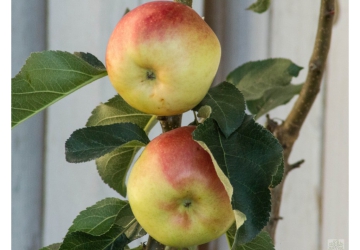 Aed-õunapuu 'Ilze' (Malus domestica Borkh.)
