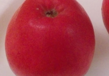 Aed-õunapuu 'Inese' (Malus domestica)