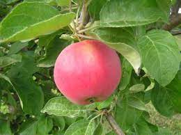 Aed-õunapuu ‘Juulikuine’ (Malus domestica Borkh.)