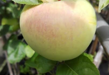 Aed-õunapuu 'Kallika' (Malus domestica Borkh.)
