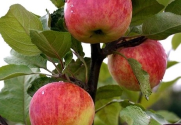 Aed-õunapuu Karamba (Malus domestica Borkh.)