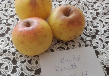 Aed-õunapuu 'Karksi renett' (Malus domestica Borkh.)