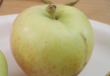 Aed-õunapuu 'Kasper' (Malus domestica Borkh.)