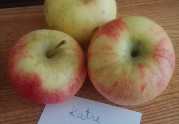 Aed-õunapuu 'Katre' (Malus domestica Borkh.)