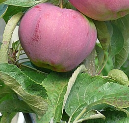 Aedõunapuu 'Kicinos Summer' (Malus domestica)