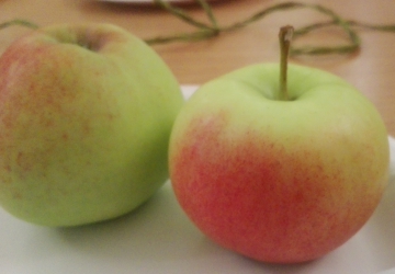 Aed-õunapuu 'Kikitriinu' (Malus domestica Borkh.)