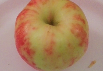 Aed-õunapuu 'Koit' (Malus domestica Borkh.)