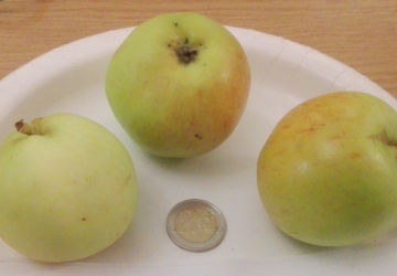 Aed-õunapuu ‘Konfetnaja’ (Malus domestica Borkh.)
