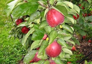 Aed-õunapuu ‘Koral’ (Malus domestica Borkh.)