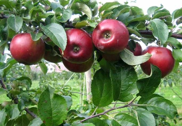 Aed-õunapuu ‘Kovalenkovskoje’ (Malus domestica Borkh.)