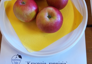 Aed-õunapuu ‘Krasnoje rannjeje’ (Malus domestica Borkh.)