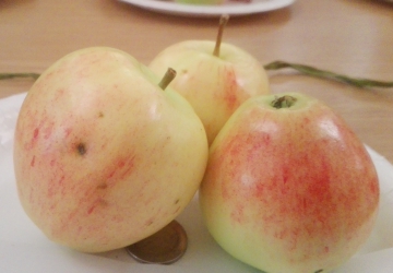 Aed-õunapuu ‘Krügeri tuviõun’ (Malus domestica Borkh.)