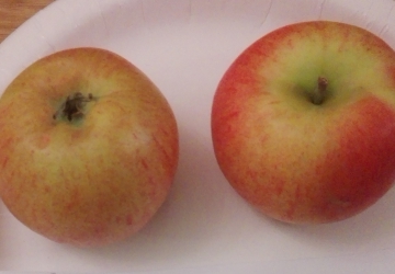 Aed-õunapuu ‘Krista’ (Malus domestica Borkh.)