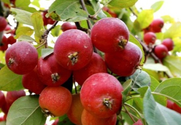 Aed-õunapuu ‘Kuku’ (Malus domestica Borkh.)
