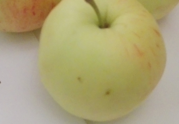 Aed-õunapuu 'Lembitu' (Malus domestica Borkh.)