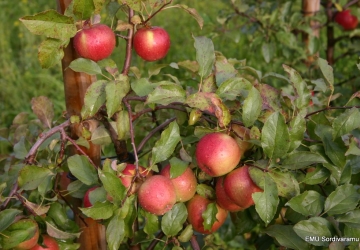 Aed-õunapuu 'Ligol' (Malus domestica Borkh.)