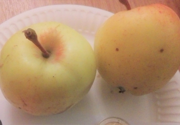 Aed-õunapuu ‘Liivi Kuldrenett’ (Malus domestica Borkh.)