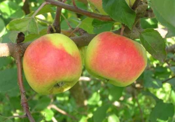Aed-õunapuu ‘Liivi sibulõun’ (Malus domestica Borkh.)