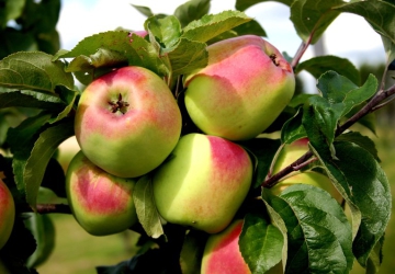 Aed-õunapuu 'Liivika' (Malus domestica Borkh.)