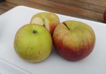 Aed-õunapuu 'Madli' (Malus domestica Borkh.)