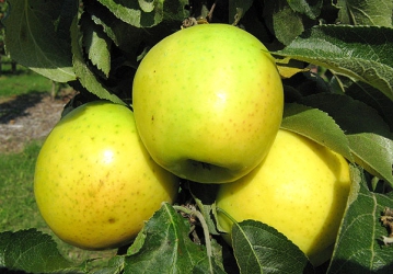 Aed-õunapuu 'Maliucha' (Malus domestica Borkh.)