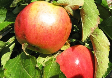 Aed-õunapuu 'Mango' (Malus domestica Borkh.)