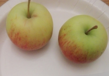 Aed-õunapuu 'Meelis' (Malus domestica Borkh.)