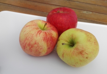 Aed-õunapuu ‘Melba’ (Malus domestica Borkh.)