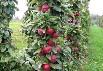 Aed-õunapuu ‘Moskovskoje ožerelje’ (Malus domestica Borkh.)