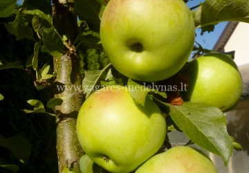 Aed-õunapuu 'Nataliuška' (Malus domestica Borkh.)