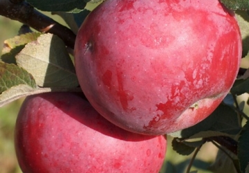Aed-õunapuu 'Orlik' (Malus domestica Borkh.)
