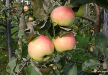 Aed-õunapuu ‘Orlovski sinap’ (Malus domestica Borkh.)