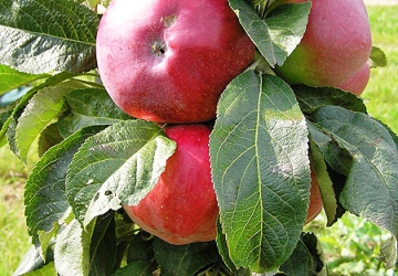 Aed-õunapuu ‘Ostankino’ (Malus domestica Borkh.)