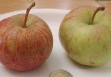 Aed-õunapuu 'Paide taliõun' (Malus domestica Borkh.)