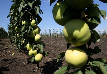 Aed-õunapuu 'President' (Malus domestica Borkh.)