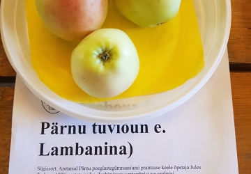 Aed-õunapuu 'Pärnu tuviõun' (Malus domestica Borkh.)