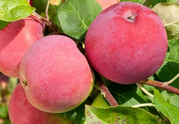 Aed-õunapuu 'Red Melba' (Malus domestica)