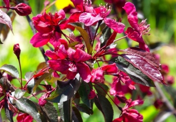 Iluõunapuu 'Royalty' (Malus)