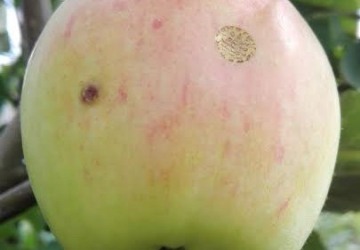 Aed-õunapuu ‘Sügisdessert’ (Malus domestica Borkh.)